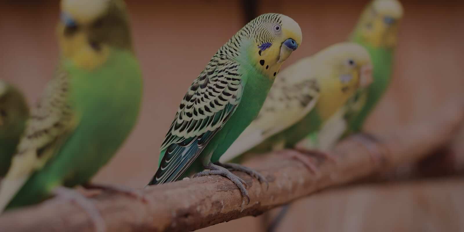 parakeets on branch