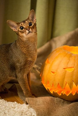 Fall & Halloween Pet Safety in Callaway: A Cat Stands Next to a Jack-o'-lantern