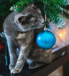 Holiday Pet Safety in Callaway: A Cat Sniffs at a Blue Ornament on a Christmas Tree