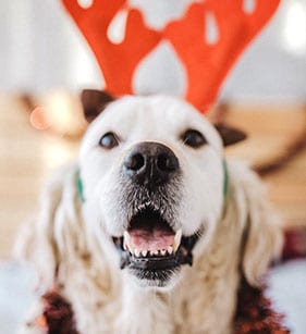 Holiday Pet Safety in Callway: A Dog Wearing Orange Reindeer Antlers