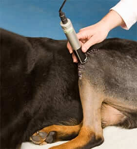 Pet Laser Therapy in Callaway, MD