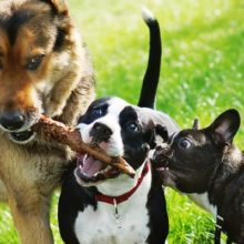 The Importance of Socializing Dogs in the Time of COVID-19