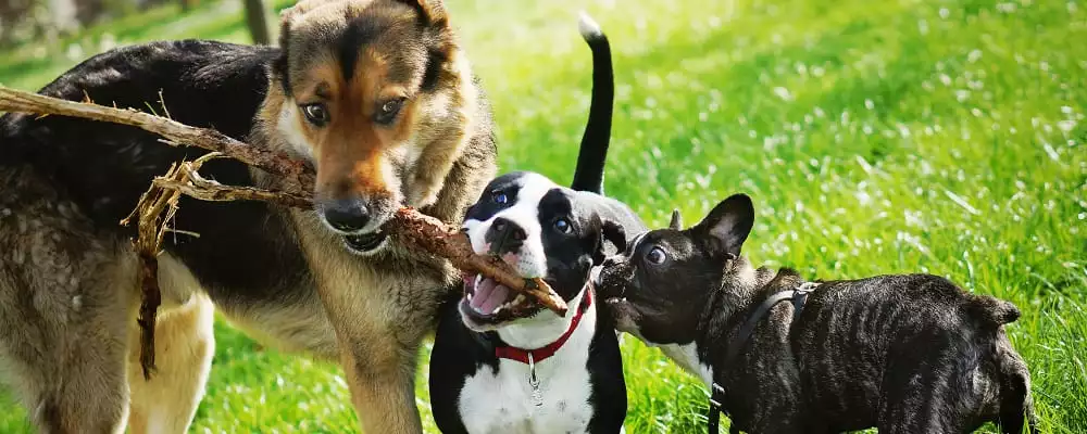 Three Friendly Happy Playing Dogs In Summer Park. German Shepherd, American Staffordshire Terrier And French Bulldog Holding One Stick. Different Dog Breeds Have Fun Together.
