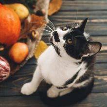 Fall & Halloween Pet Safety in Callaway