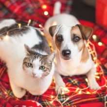Holiday Pet Safety Tips for All Kinds of Pets
