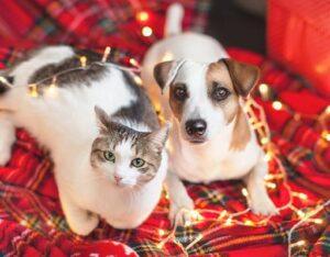 Dog Cat Christmas Lights