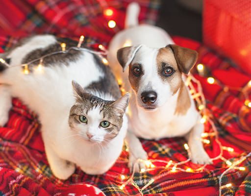 Dog And Cat Laying On A Red Blanket With Christmas Lights