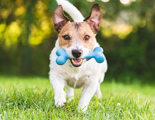 Dog Running Outside With A Toy Bone