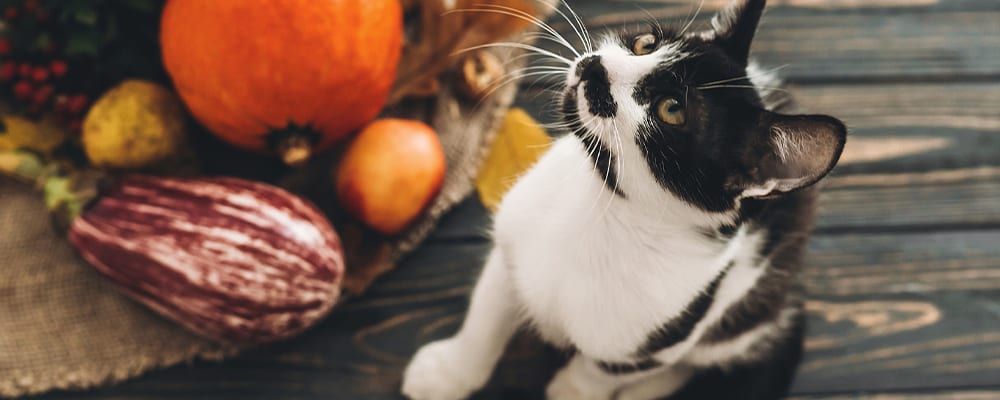 fall pet safety