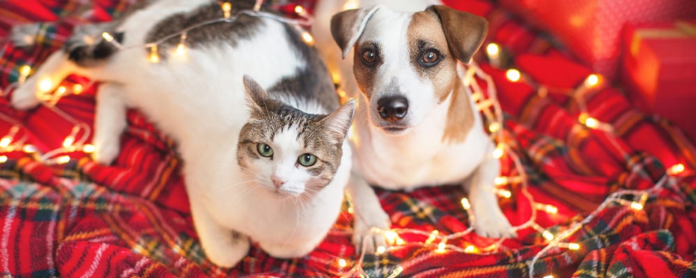 pet holiday safety tips
