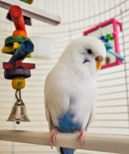 white bird in cage