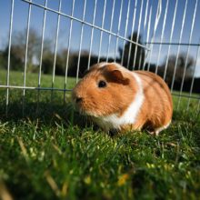 6 Things You Should Add to Your Guinea Pig’s Cage to Make Them Happy