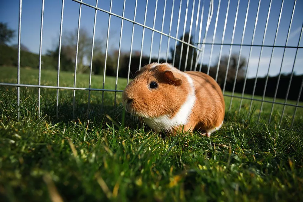 guinea pig in a cage outside