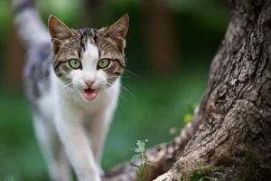 Cat Meowing