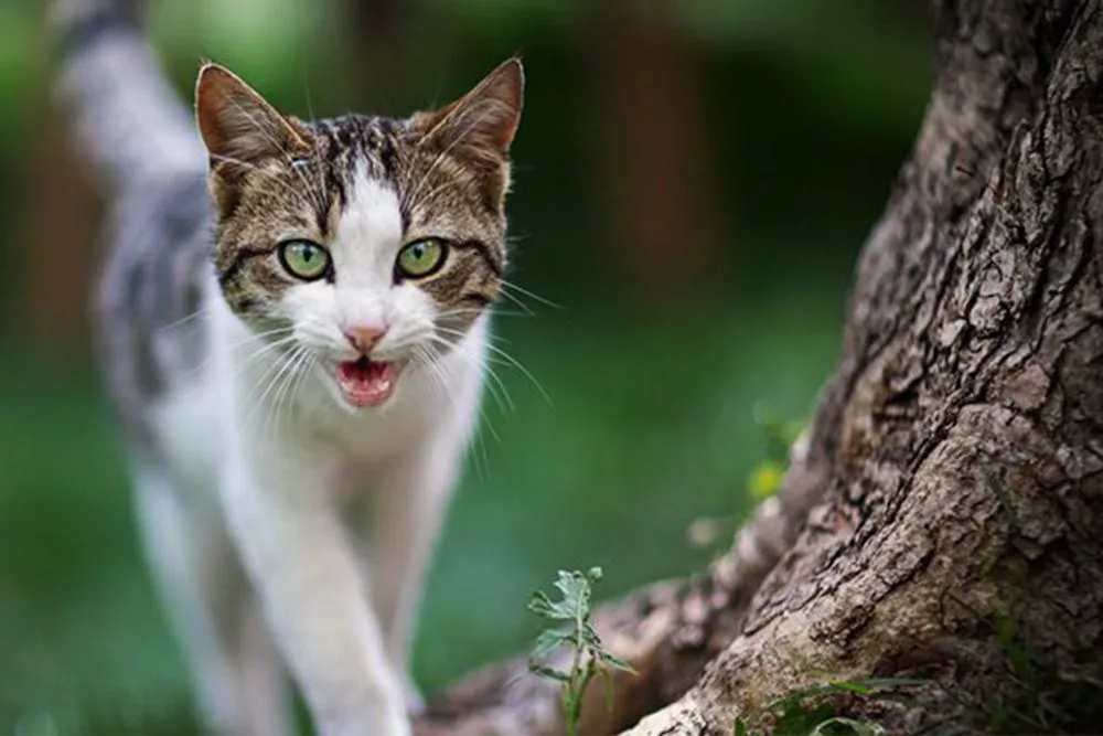 Cat Meowing While Standing In A Tree
