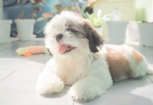 Dog Heat Stroke