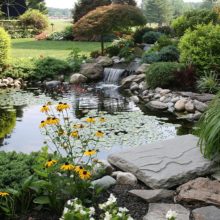 How to Care for Koi Fish in Your Koi Pond