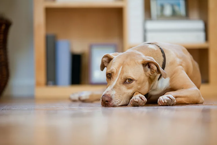 lyme disease tick on dog
