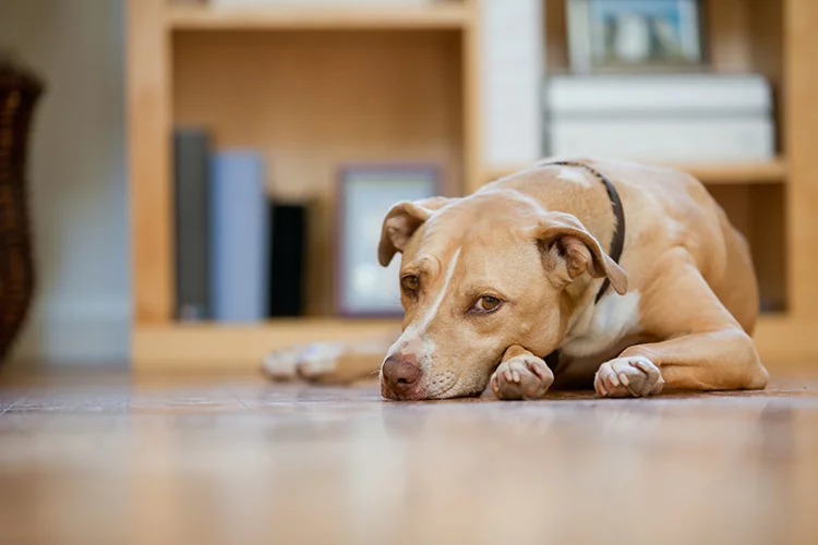 Dog Lyme Disease