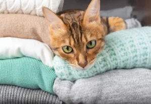 Cat Sleep On Clothes