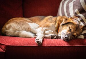 Dog Alzheimers