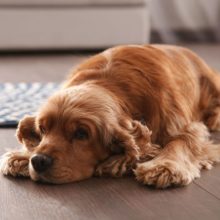 Pancreatitis In Dogs: Signs to Watch For