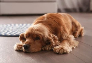 Dog Pancreatitis
