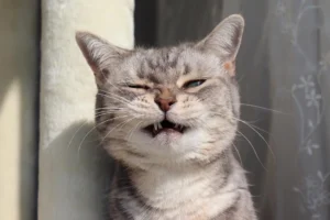Cat Sneezing