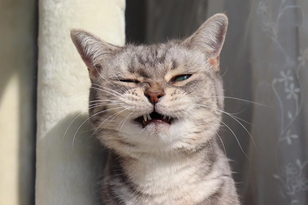 Cat Sneezing