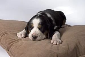 Puppy Feeling Sleepy.