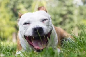 Coughing Dog