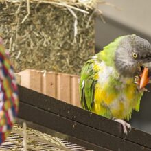 The Best Bird Food for Your Parrot
