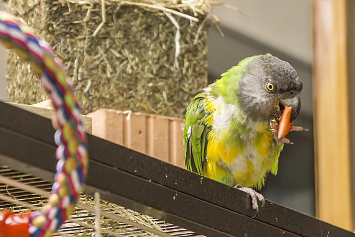 Top 5 Nutritional Needs Of Parrots