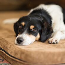 Understanding Canine Influenza: A Comprehensive Guide by All Kinds Veterinary Hospital