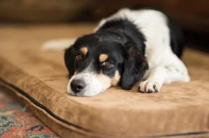 Canine Influenza