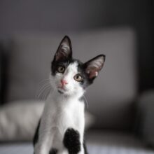 What Causes Distemper in Cats?