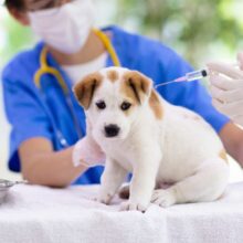 What Are the Symptoms of Parvo in Dogs?