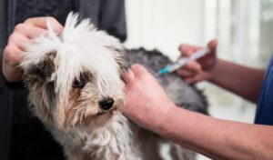 Dog Parvo Symptoms Callaway Md