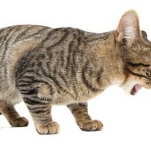 What Every Pet Parent Should Know About Cat Hairballs