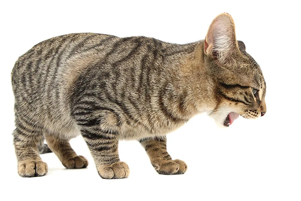 cat with hairballs