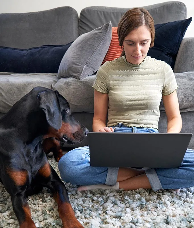 rottweiler looking at owner using laptop