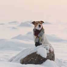 Dog Hypothermia: Signs, Causes, Treatment and Prevention