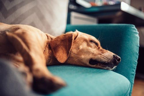 dog-sleeping-on-sofa