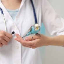 7 Reasons Exotic Pets Need to See the Vet