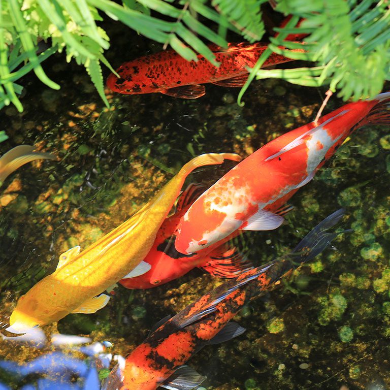 Fish Veterinarian in Callaway, MD | All Kinds Veterinary Hospital