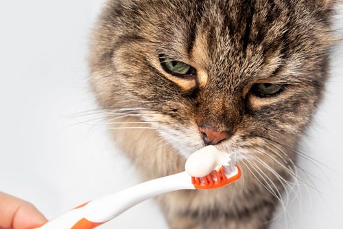 fluffy-tabby-cat-sniffing-toothpaste-on-toothbrush