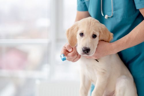 male-vet-attempting-to-brush-golden-retriever-puppy's-teeth-at-clinic