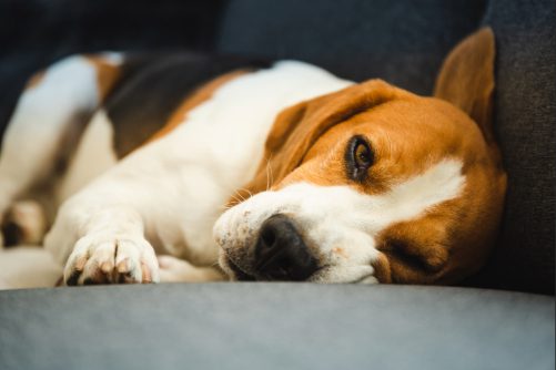 close up of a beagle dog laying on the couch