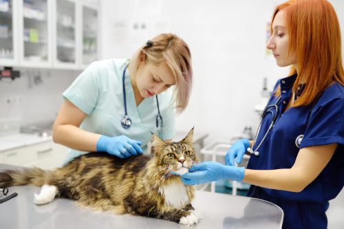 Two veterinarians examining a Maine Coon cat at the clinic