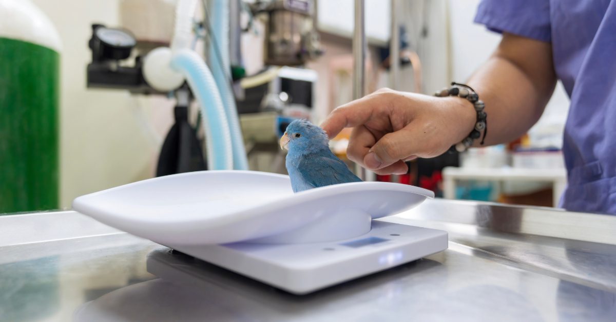 bird being weighed at the vet